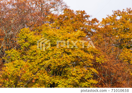 Yunohama Pass after the rain Autumn leaves Kurihara City, Miyagi Prefecture Yunohama Pass after the rain Autumn leaves Kurihara City, Miyagi Prefecture 71010638