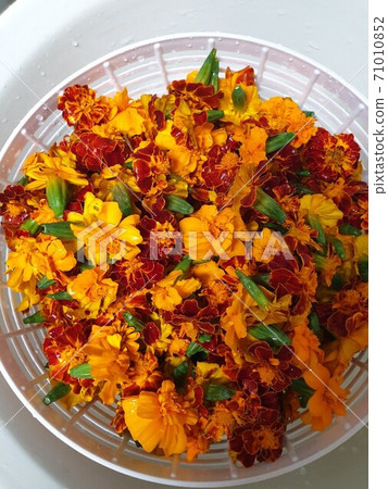 葉黃素花茶 71010852