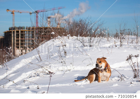 Cadebo dog on a walk in the winter sits in the snow Cadebo dog on a walk in the winter sits in the snow 71010854