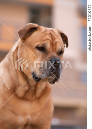Cadebo dog portrait in the city Cadebo dog portrait in the city 71010872