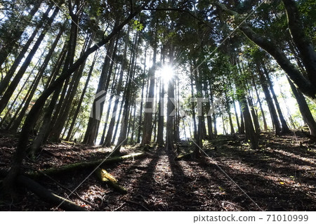 在福岡的科多科羅山,透過樹木之間的縫隙看到的明媚陽光 在福岡的科多科羅山,透過樹木之間的縫隙看到的明媚陽光 71010999