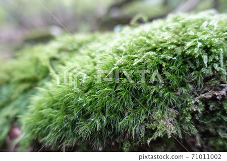 來自福岡的科多科羅山的Mofumofu苔蘚 來自福岡的科多科羅山的Mofumofu苔蘚 71011002