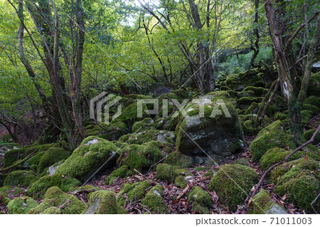 Beautiful moss on the inner route of Mt. Kosho in Fukuoka 71011003