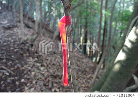 Red tape (mark) to prevent getting lost in Mt. Kosho in Fukuoka Red tape (mark) to prevent getting lost in Mt. Kosho in Fukuoka 71011004