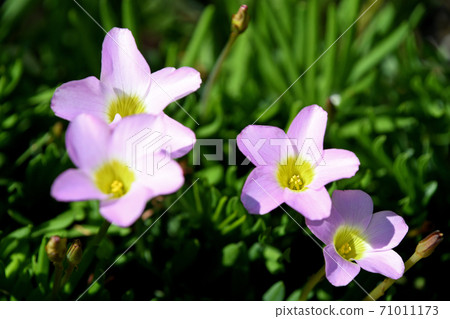 Oxyris pentaphila 71011173