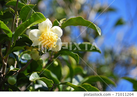 茶花 71011204