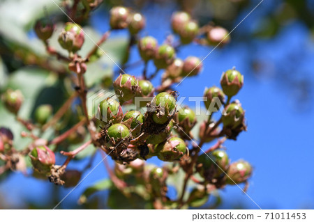 Crape myrtle fruit Crape myrtle fruit 71011453