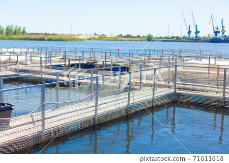Photo of an ootdoor fish farm where trout and sturgeon are raised and caviar is extracted Photo of an ootdoor fish farm where trout and sturgeon are raised and caviar is extracted 71011618
