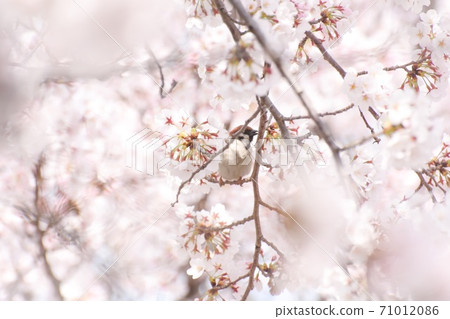 櫻桃麻雀 71012086