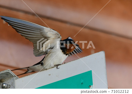 Swallow Swallow 71012212