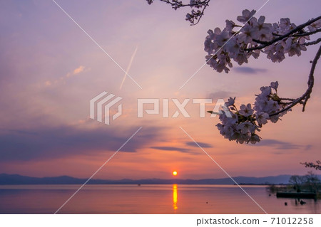 Sunset cherry blossoms Sunset cherry blossoms 71012258