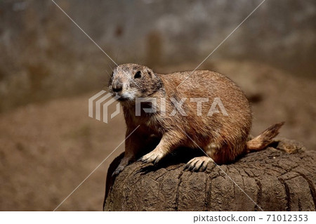 Crawling Tsukuba Prairie Dog 71012353