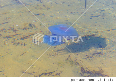 Rhizostoma pulmo, commonly known as barrel jellyfish, dustbin-lid jellyfish or frilly-mouthed jellyfish floating in a sea 71012415