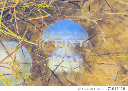 Rhizostoma pulmo, commonly known as barrel jellyfish, dustbin-lid jellyfish or frilly-mouthed jellyfish floating in a sea 71012416