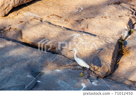 Little egret (Egretta garzetta) standing on a stone 71012450
