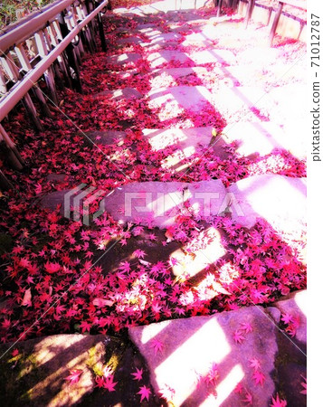 Autumn leaves stairs in Soho Park, Ota-ku, Tokyo Autumn leaves stairs in Soho Park, Ota-ku, Tokyo 71012787