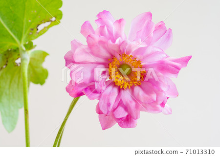 Cute pink flowers on white background Cute pink flowers on white background 71013310