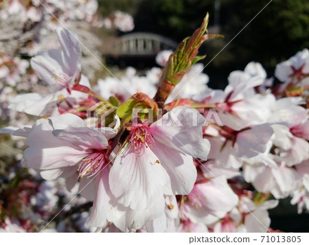 箱根湯本的櫻花盛開[4月] 71013805