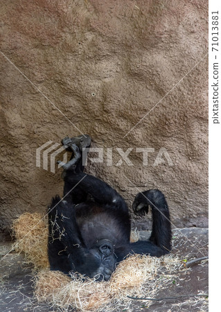The western lowland gorilla is lying on heap of the shavings with his legs up on a wall. 71013881