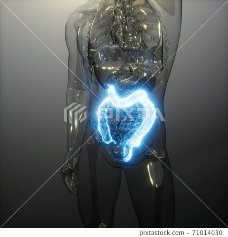 Human Colon Radiology Exam Human Colon Radiology Exam 71014030