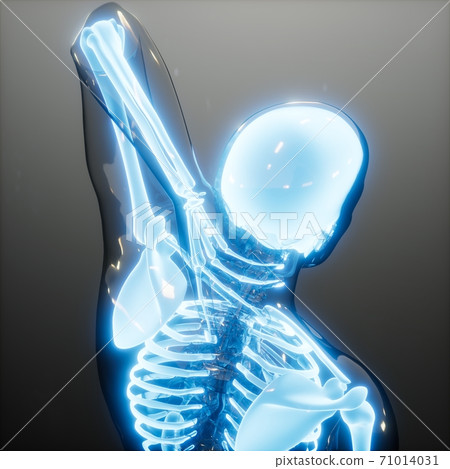 Transparent Human Body with Visible Bones Transparent Human Body with Visible Bones 71014031