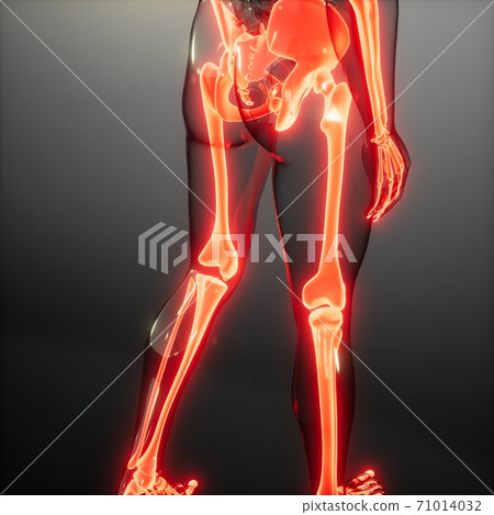 Transparent Human Body with Visible Bones Transparent Human Body with Visible Bones 71014032