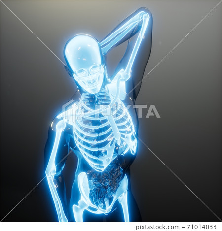 Transparent Human Body with Visible Bones Transparent Human Body with Visible Bones 71014033