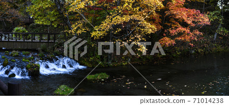 Hokkaido Kyogoku Fukidashi Park (Autumn leaves) 71014238