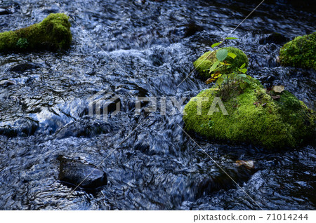 Hokkaido Kyogoku Fukidashi Park Landscape with moss (image cut) 71014244