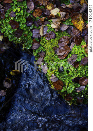 Hokkaido Kyogoku Fukidashi Park Landscape with moss (image cut) 71014245