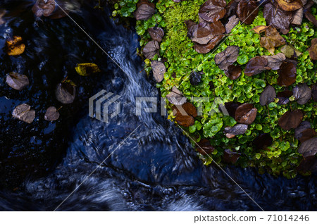 Hokkaido Kyogoku Fukidashi Park Landscape with moss (image cut) 71014246