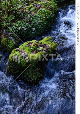 Hokkaido Kyogoku Fukidashi Park Landscape with moss (image cut) 71014248