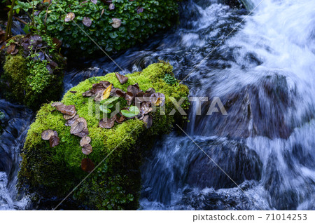 Hokkaido Kyogoku Fukidashi Park Landscape with moss (image cut) 71014253