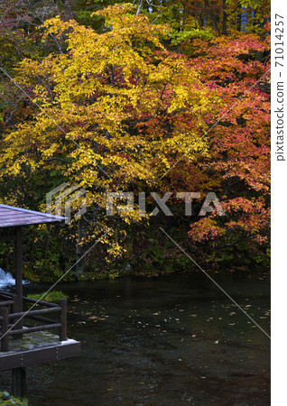 Hokkaido Kyogoku Fukidashi Park (Autumn leaves) Hokkaido Kyogoku Fukidashi Park (Autumn leaves) 71014257