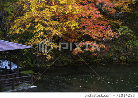 Hokkaido Kyogoku Fukidashi Park (Autumn leaves) 71014258