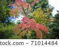 Maple  71014484