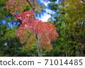 Maple  71014485