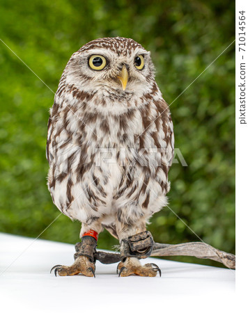 portrait of a Brown white young Little Owl 71014564