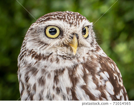 portrait of a Brown white young Little Owl 71014565