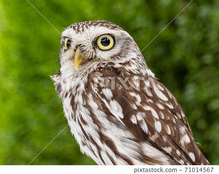 portrait of a Brown white young Little Owl portrait of a Brown white young Little Owl 71014567