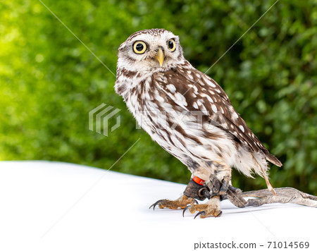 portrait of a Brown white young Little Owl portrait of a Brown white young Little Owl 71014569