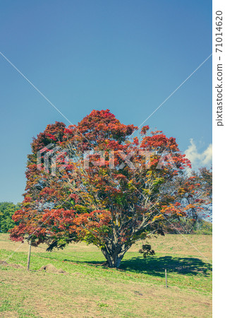 Omine Kogen Seven Colors Large Maple [Autumn] 71014620