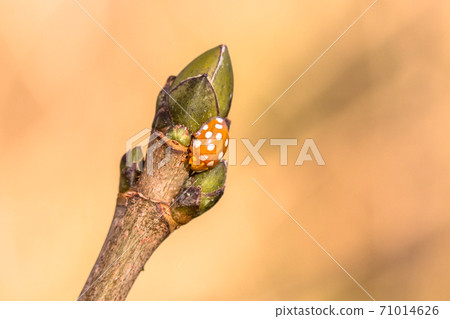 Cream-spot ladybird on a Norway maple Cream-spot ladybird on a Norway maple 71014626