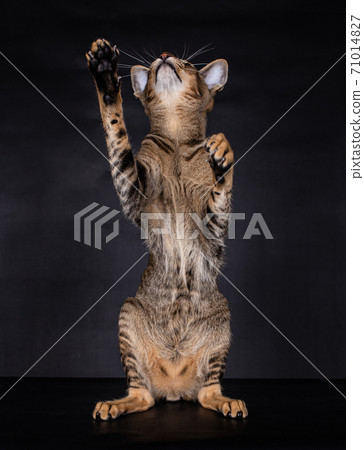 Portrait of a Oriental Shorthair cat on Black Portrait of a Oriental Shorthair cat on Black 71014827