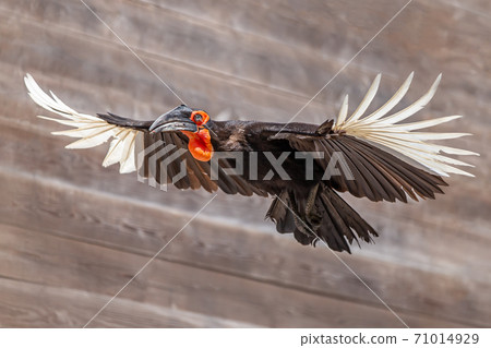 Southern ground hornbill in flight 71014929