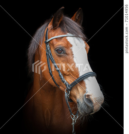 Black Photo of a horse 71014956