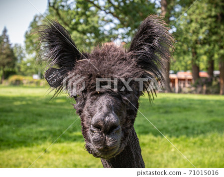 portrait of a shaved alpaca portrait of a shaved alpaca 71015016