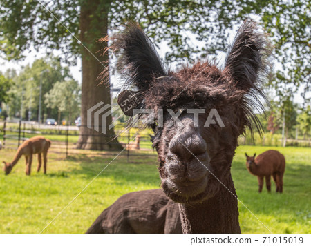 portrait of a shaved alpaca portrait of a shaved alpaca 71015019