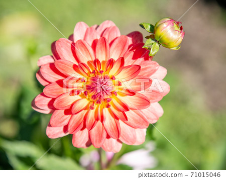 Salmon colored dahlia Salmon colored dahlia 71015046