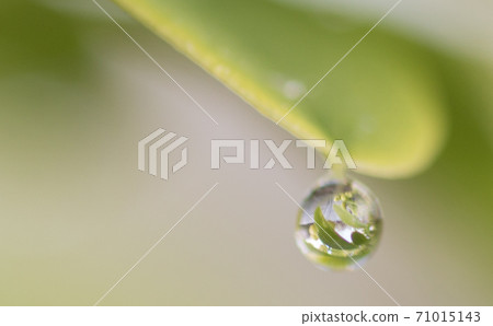One single waterdrop haning on a leaf 71015143